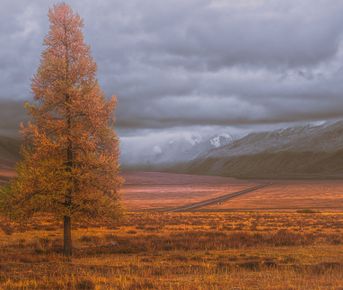Золотая осень Алтая