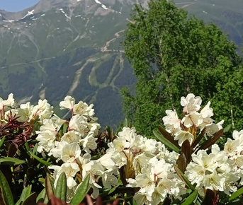Джип тур к снежным вершинам  Архыза из Ессентуков