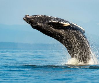 Тур в Юар: Кейптаун, киты, Крюгер-парк