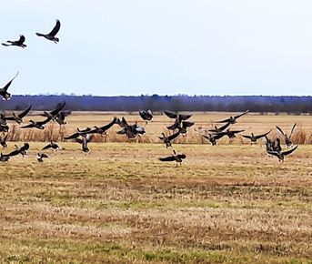 Олония - гусиная столица. Орнитологический тур в Карелию