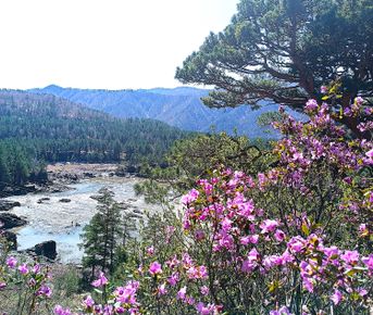 Тур по горному Алтаю  Цветение  маральника
