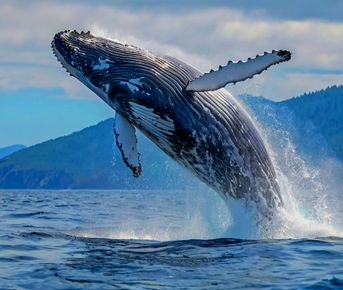 Мексика Галапагосские острова - поцелуи с китами