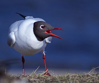 Птичье Эльдорадо в Сестрорецке