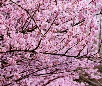 Встречай весну в Восточном Китае: Шанхай, древние деревни, водопады и горы Хуаншань