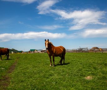 Алтай. Тур-перезагрузка Сиреневая весна.