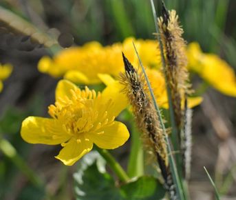 Подснежники и первоцветы. Кургальский заказник и южный берег Финского залива