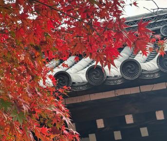 Охота за красными клёнами. Тур в Японию