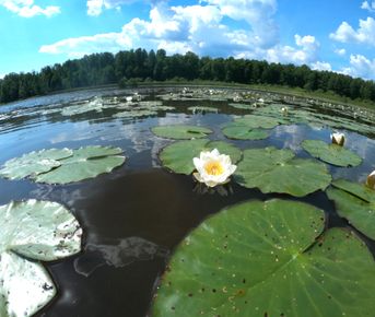 Прозрачное ожерелье. Живой мир рек и озёр Карельского перешейка