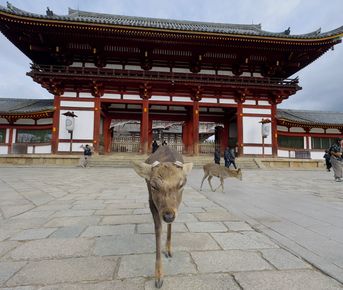 Япония: путешествие в прошлое и будущее