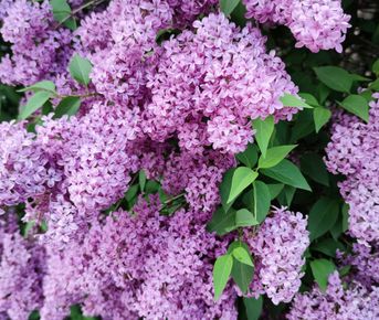 Сиреневый бал. Гатчина - усадьба Марьино (с посещением Сиреневого бала)