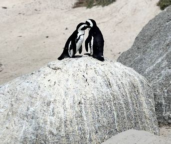 Дорога вдоль океана: Чапменс-Пик, Мыс Доброй Надежды и Пингвины