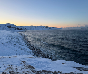 Териберка и киты за 1 день