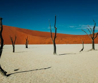 Загадочная Намибия с известным фотографом-анималистом. Жизнь в песках