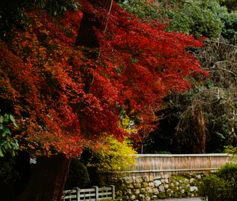 Япония: гастро-тур в сезон красных клёнов