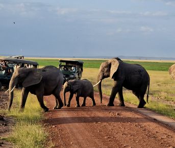 Сафари В Кении