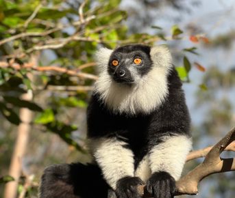 Мадагаскар тур