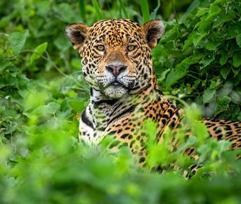 Пантанал. Экспедиция с Алексом Мзунгу от Серрадо до Пантанала