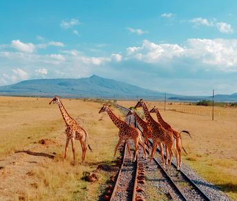 Танзания. Великая миграция - Отель с жирафами - Килиманджаро