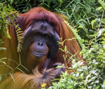 Удивительный Борнео и Бруней