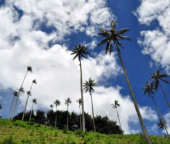 5 дней в Колумбии: суть кофе, культура, природа и традиции в самом сердце Киндио