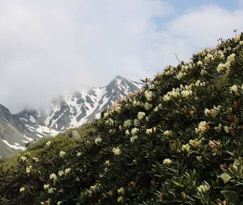 К цветущим рододендронам!