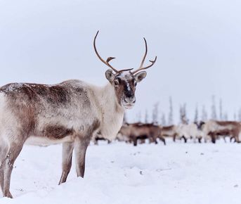 В Дебри Тундры. Тундра-Тур На Ямал