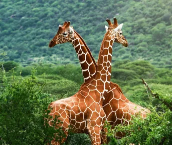 Автопутешествие Юар - Намибия - Ботсвана - Зимбабве