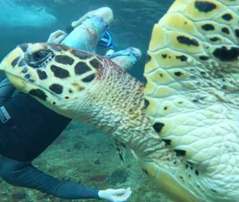 Путешествие на необитаемые острова архипелага Phi Phi. Сноркелинг с черепахами