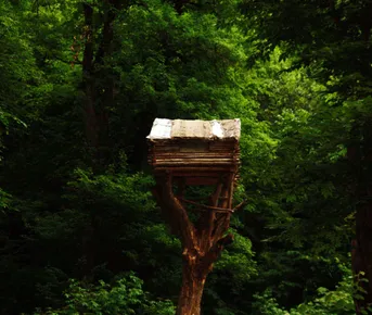 Пешая экскурсия "Сокровища сказочного леса"