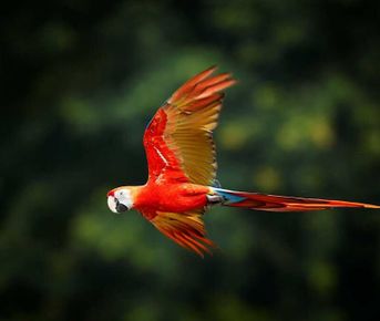 5-дневный заповедник Амазонки Куябено