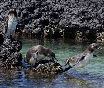 9-дневные экспедиции на Галапагосские острова