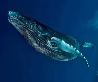 Сокровище Маврикия-Горбатые Киты И Кашалоты