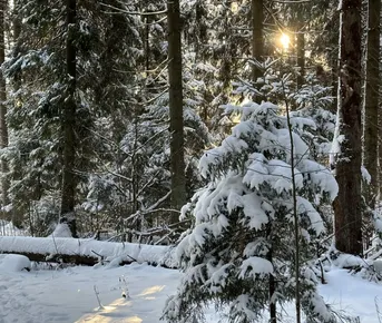 Поход Дорога в Лавру Радонежье