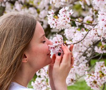 Там, где родилась Япония