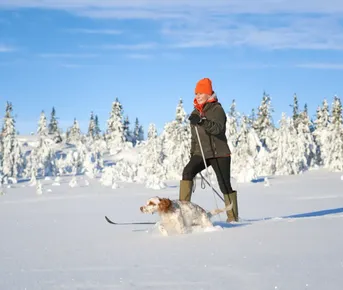 Сестрорецкое болото на лыжах. Однодневный выезд из Петербурга
