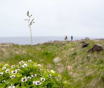 Кольский Лайт: Териберка + проживание