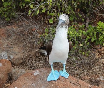 7-дневный бюджетный тур по Галапагосским островам в Сан-Кристобале
