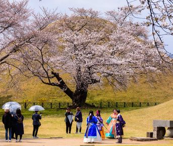 Южная Корея. Сакура в утренней свежести