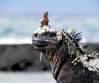 5 дней чудес острова Сан-Кристобаль