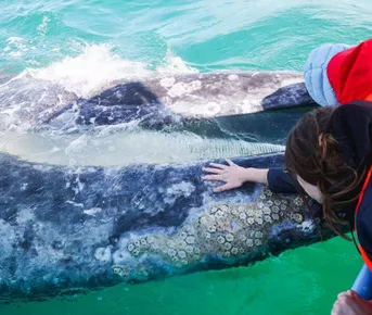 Мексика. Обнять кита