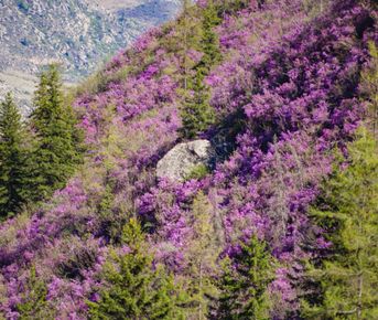 Цветение маральника на Алтае/ 4 дня. Комфорт-тур