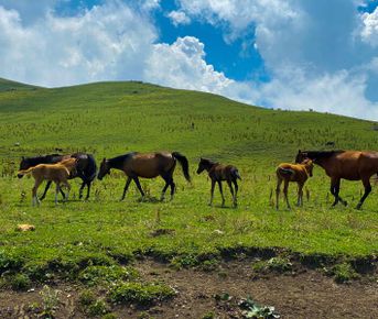 Чеченские выходные