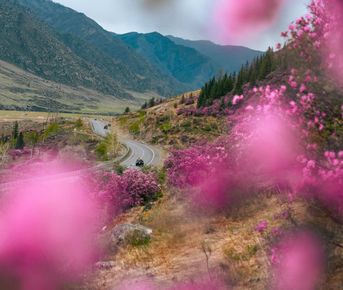 Туда, где цветет маральник