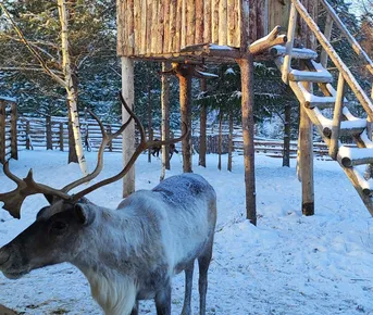 В Карелию на день из Петербурга в мини-группе!