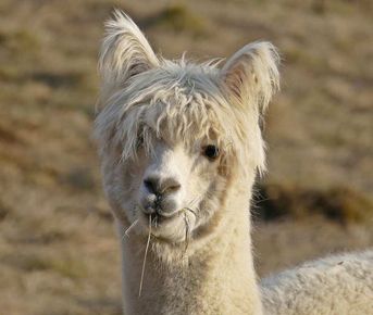 "В гости к плюшевым милашкам..." Индивидуальная поездка на эко-ферму альпак