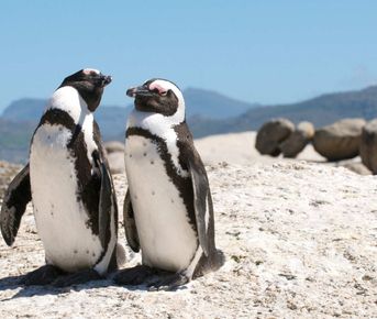 Юар: пингвины и киты