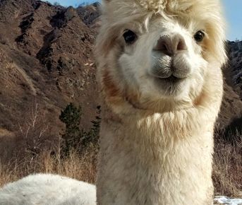 Индивидуальная поездка на ферму альпак — "День с плюшевыми милашками"