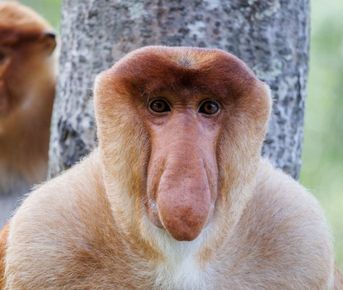 Путешествие по Борнео за 9 дней (индивидуально)