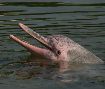 8 Days - 360° Deep into Cuyabeno