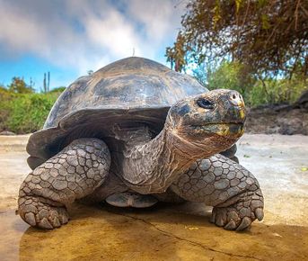 7-дневная экспедиция на Галапагосские острова: Сан-Кристобаль и остров Санта-Круз